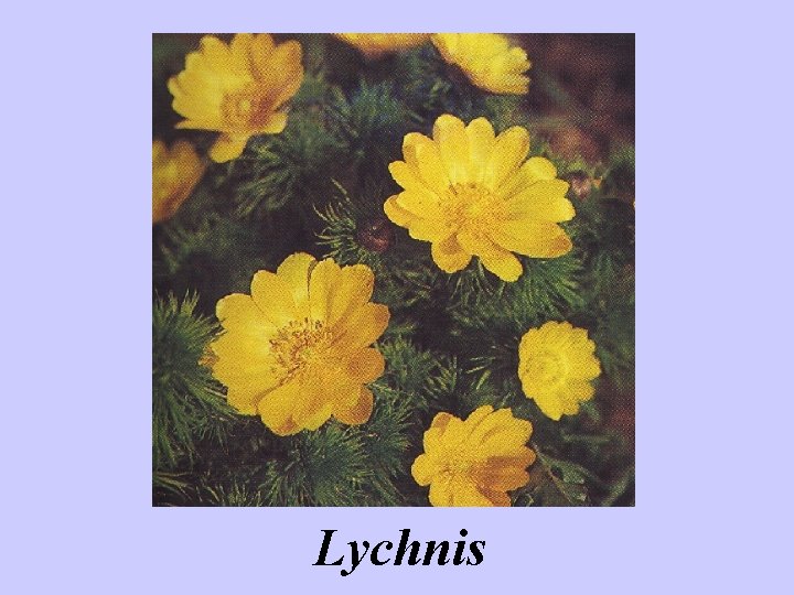 Lychnis 