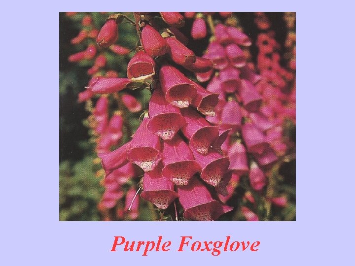 Purple Foxglove 