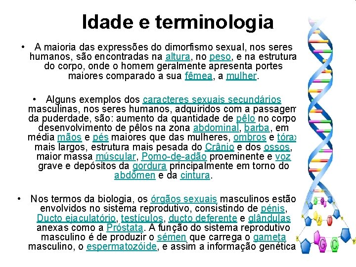 Idade e terminologia • A maioria das expressões do dimorfismo sexual, nos seres humanos,