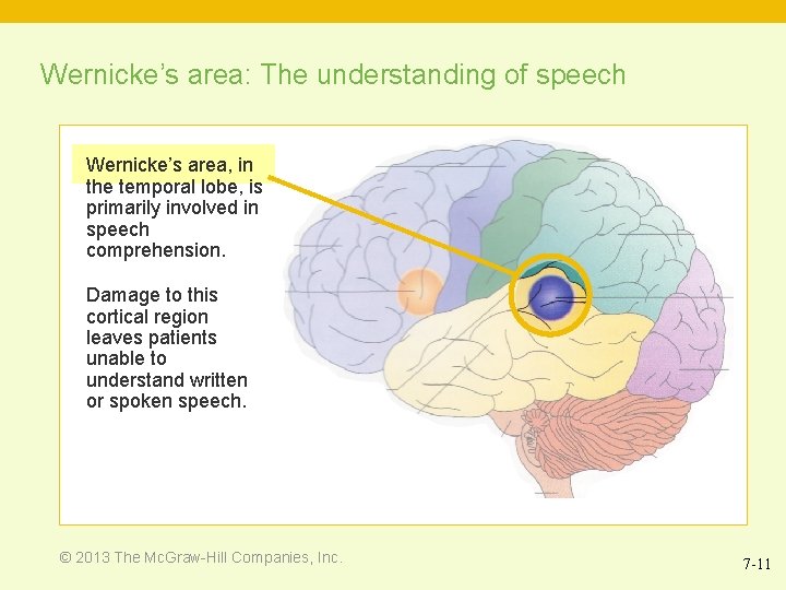 Wernicke’s area: The understanding of speech Wernicke’s area, in the temporal lobe, is primarily