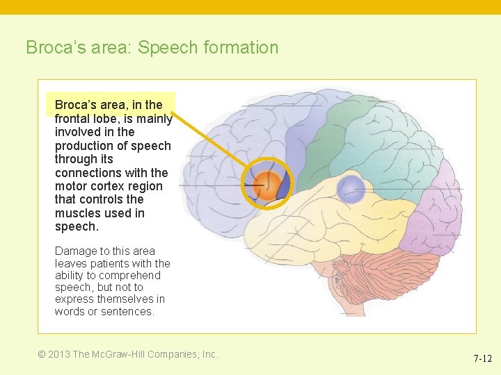 Broca’s area: Speech formation Broca’s area, in the frontal lobe, is mainly involved in