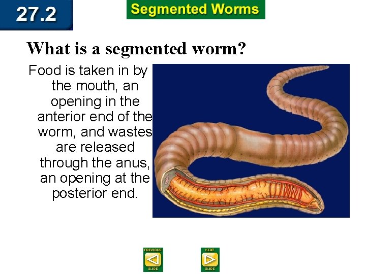 What is a segmented worm? Food is taken in by the mouth, an opening