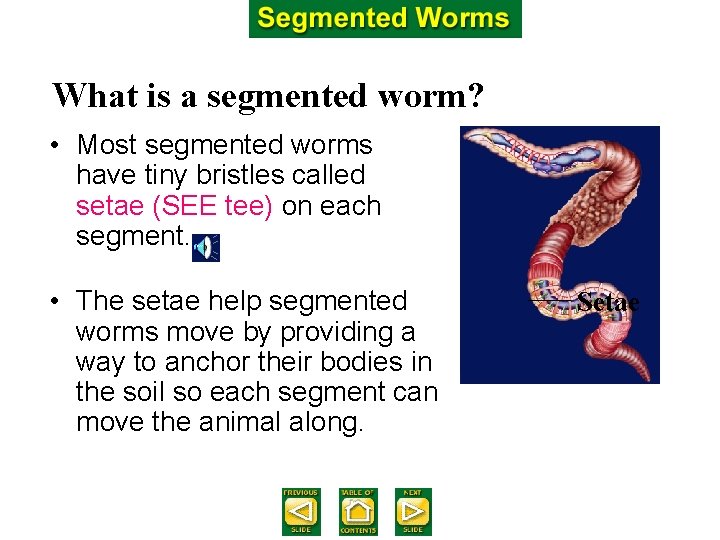 What is a segmented worm? • Most segmented worms have tiny bristles called setae