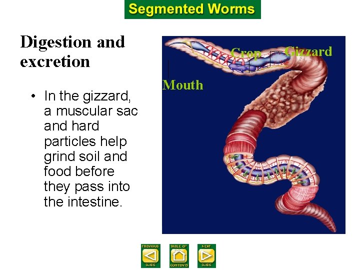 Digestion and excretion • In the gizzard, a muscular sac and hard particles help