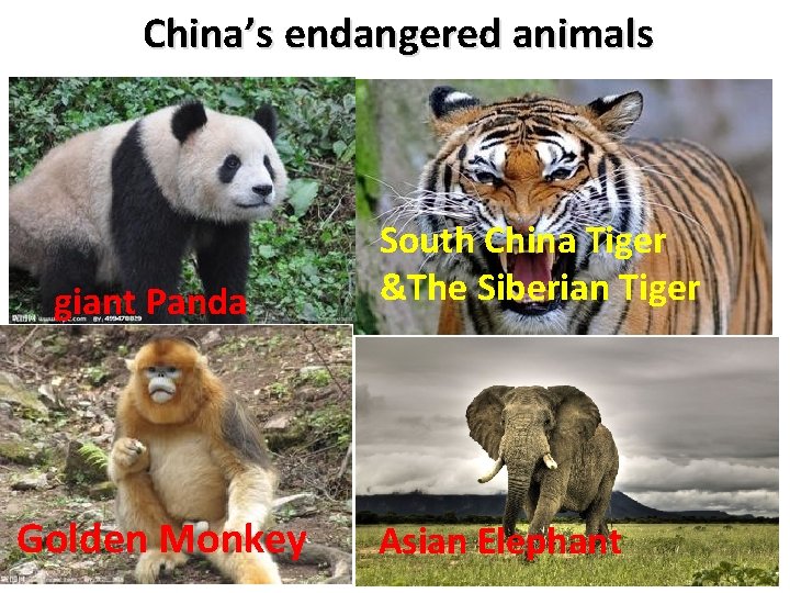 China’s endangered animals giant Panda Golden Monkey South China Tiger &The Siberian Tiger Asian China’s endangered animals giant Panda Golden Monkey South China Tiger &The Siberian Tiger Asian