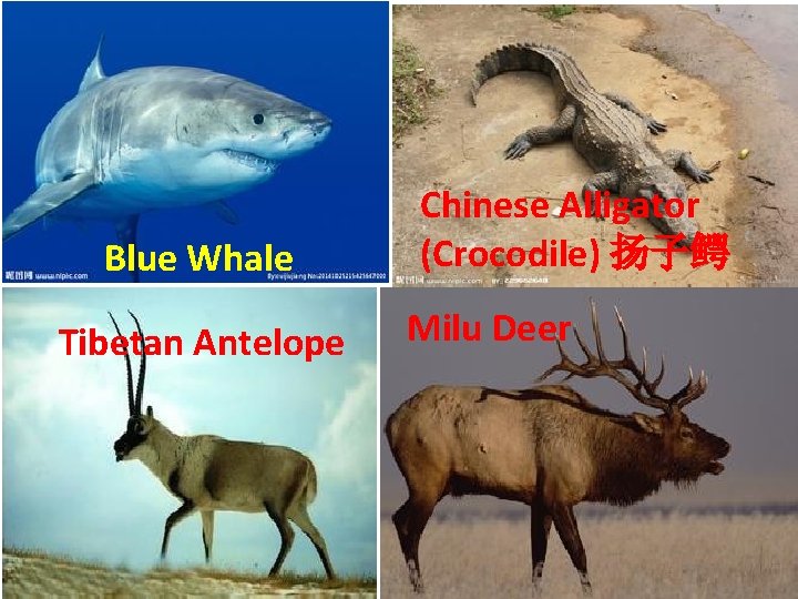 Blue Whale Tibetan Antelope Chinese Alligator (Crocodile) 扬子鳄 Milu Deer Blue Whale Tibetan Antelope Chinese Alligator (Crocodile) 扬子鳄 Milu Deer