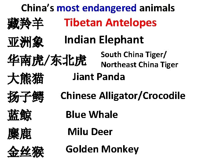China’s most endangered animals 藏羚羊 Tibetan Antelopes Indian Elephant 亚洲象 South China Tiger/ 华南虎/东北虎 China’s most endangered animals 藏羚羊 Tibetan Antelopes Indian Elephant 亚洲象 South China Tiger/ 华南虎/东北虎