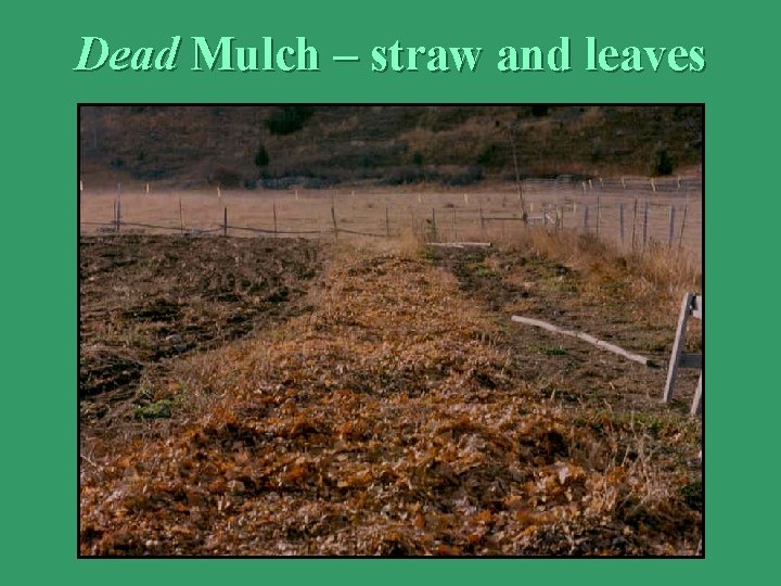 Dead Mulch – straw and leaves 