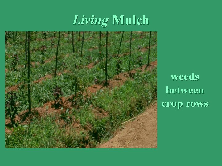 Living Mulch weeds between crop rows 