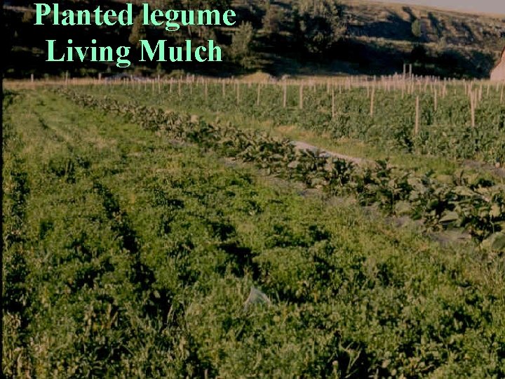 Planted legume Living Mulch 