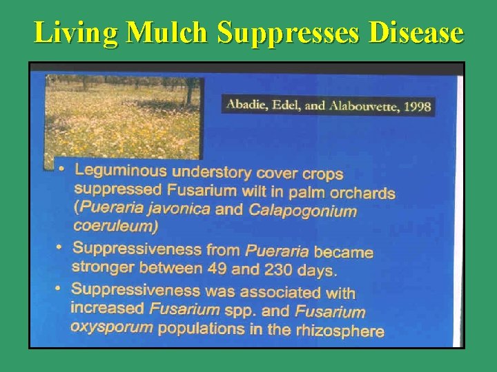 Living Mulch Suppresses Disease 