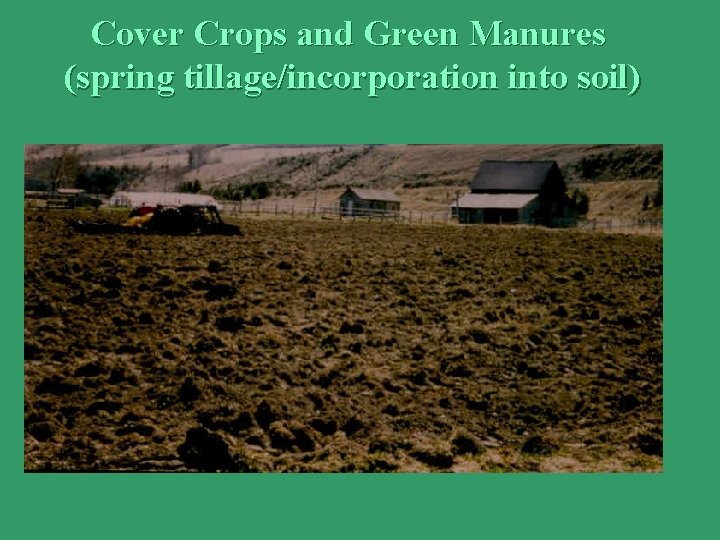 Cover Crops and Green Manures (spring tillage/incorporation into soil) 