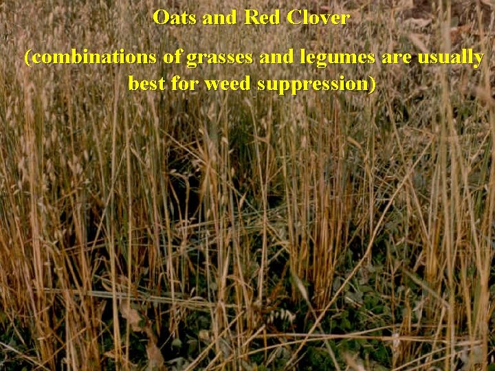 Oats and Red Clover (combinations of grasses and legumes are usually best for weed