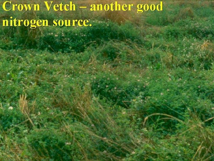 Crown Vetch – another good nitrogen source. 