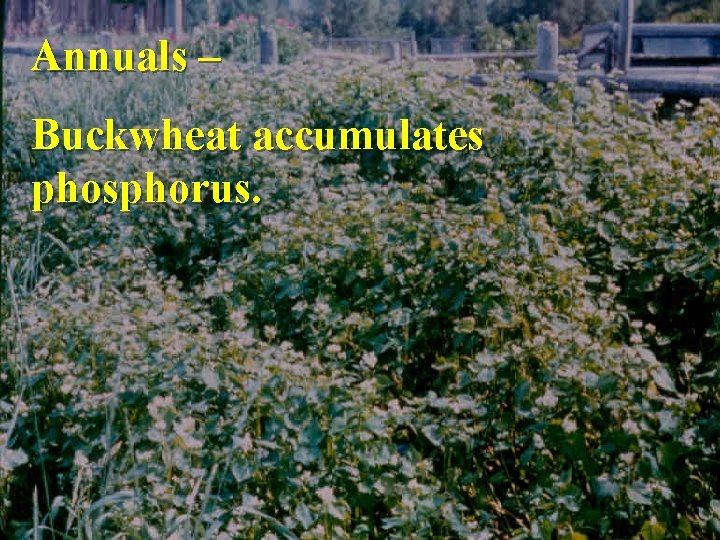 Annuals – Buckwheat accumulates phosphorus. 