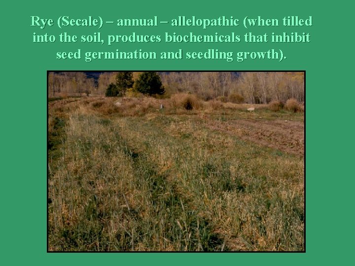Rye (Secale) – annual – allelopathic (when tilled into the soil, produces biochemicals that