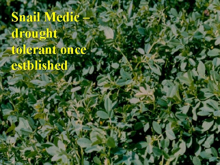 Snail Medic – drought tolerant once estblished 