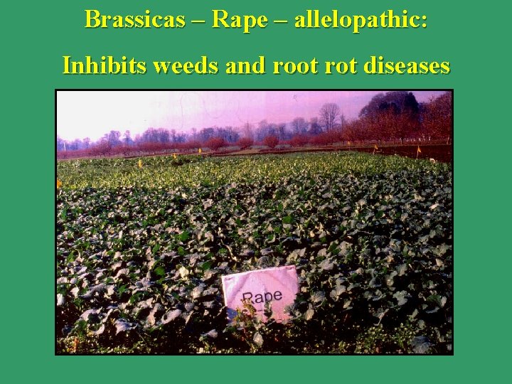 Brassicas – Rape – allelopathic: Inhibits weeds and root rot diseases 