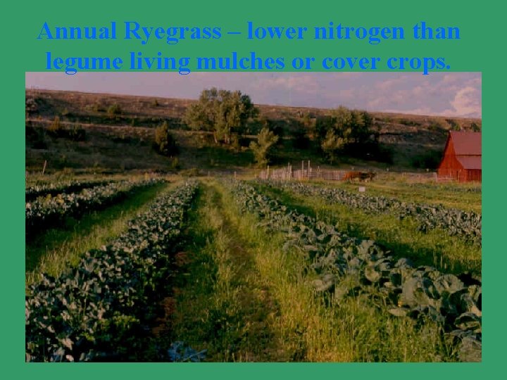 Annual Ryegrass – lower nitrogen than legume living mulches or cover crops. 