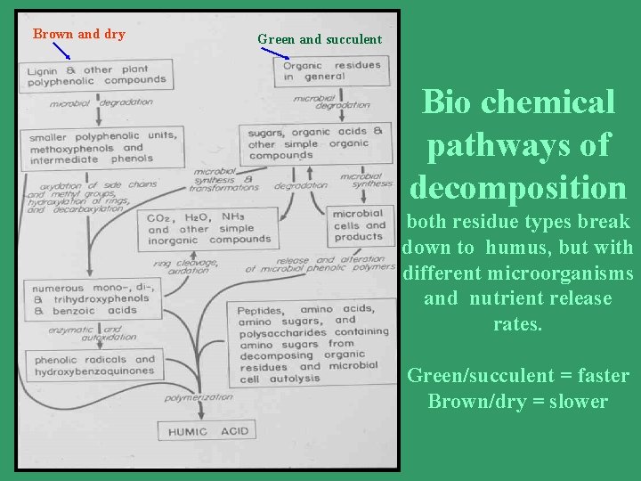 Brown and dry Green and succulent Bio chemical pathways of decomposition both residue types