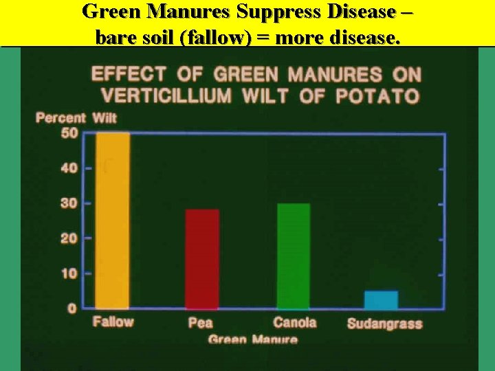 Green Manures Suppress Disease – bare soil (fallow) = more disease. 