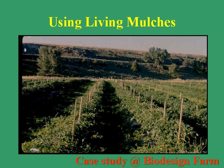 Using Living Mulches Case study @ Biodesign Farm 