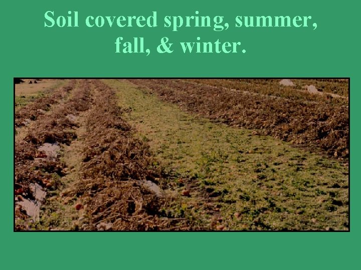 Soil covered spring, summer, fall, & winter. 