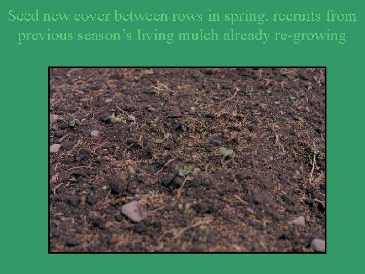 Seed new cover between rows in spring, recruits from previous season’s living mulch already