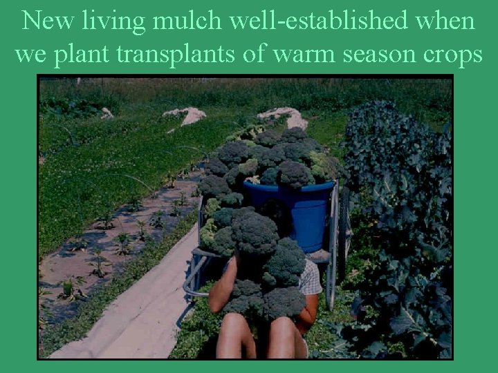 New living mulch well-established when we plant transplants of warm season crops 