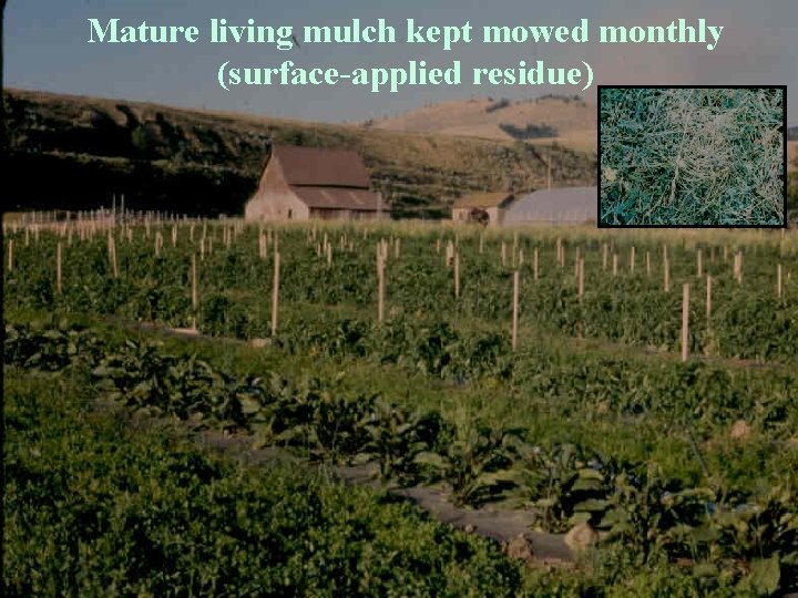 Mature living mulch kept mowed monthly (surface-applied residue) 