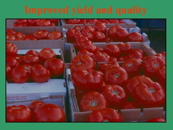Improved yield and quality 