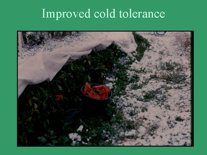 Improved cold tolerance 