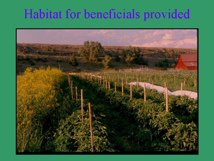 Habitat for beneficials provided 