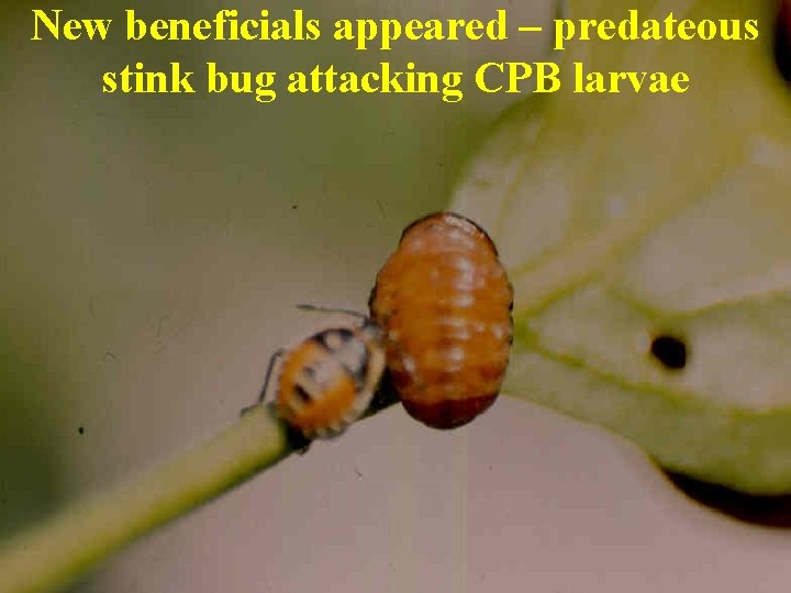 New beneficials appeared – predateous stink bug attacking CPB larvae 