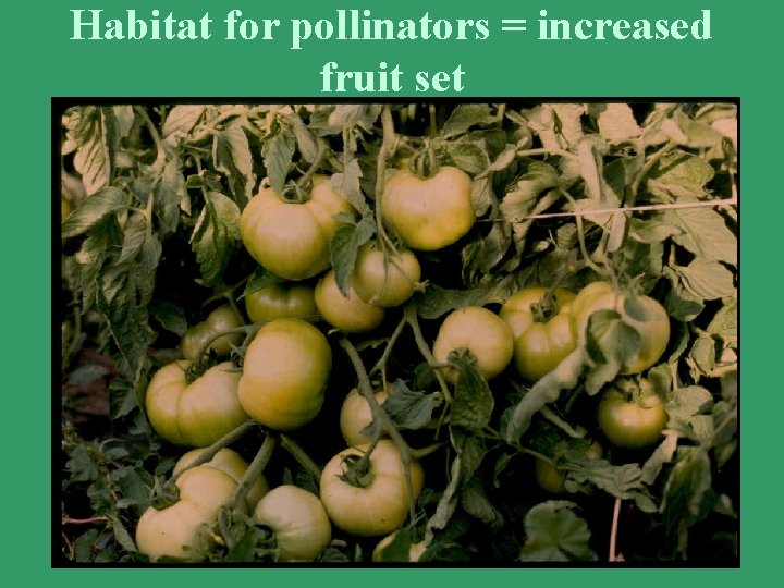 Habitat for pollinators = increased fruit set 