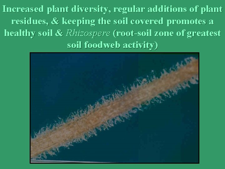 Increased plant diversity, regular additions of plant residues, & keeping the soil covered promotes