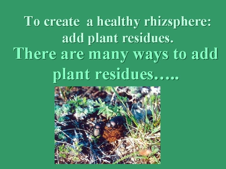 To create a healthy rhizsphere: add plant residues. There are many ways to add