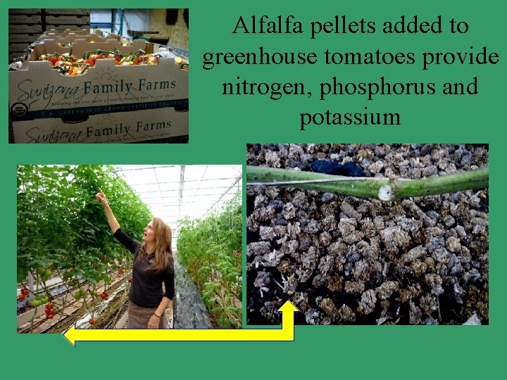 Alfalfa pellets added to greenhouse tomatoes provide nitrogen, phosphorus and potassium 