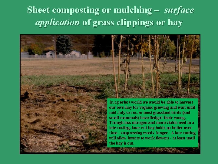 Sheet composting or mulching – surface application of grass clippings or hay In a