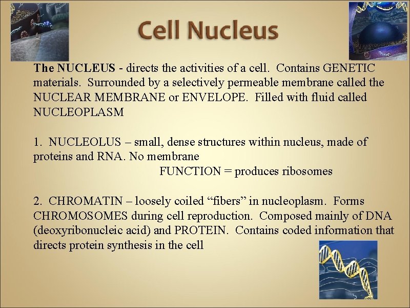 The NUCLEUS - directs the activities of a cell. Contains GENETIC materials. Surrounded by
