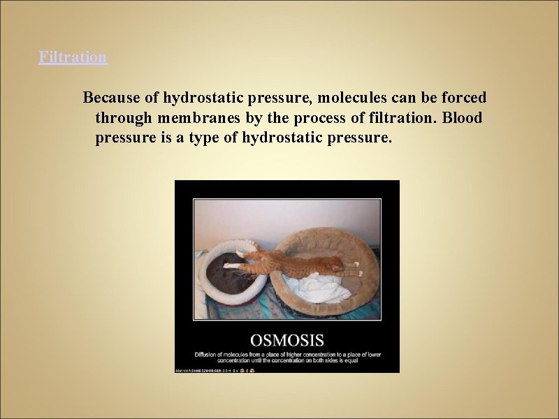 Filtration Because of hydrostatic pressure, molecules can be forced through membranes by the process