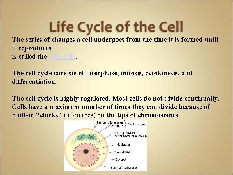 The series of changes a cell undergoes from the time it is formed until