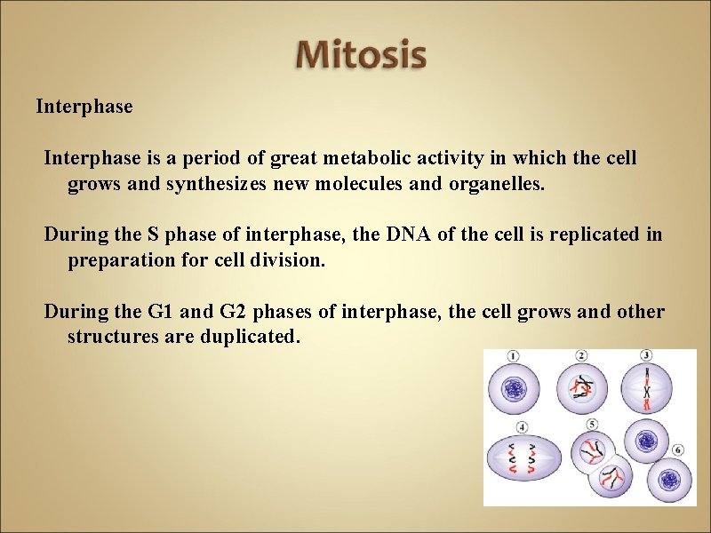 Interphase is a period of great metabolic activity in which the cell grows and