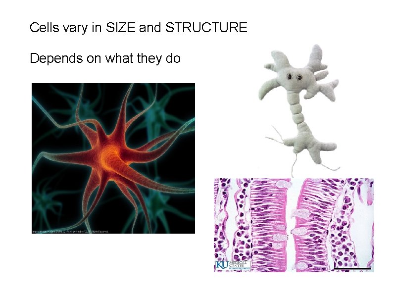 Cells vary in SIZE and STRUCTURE Depends on what they do 