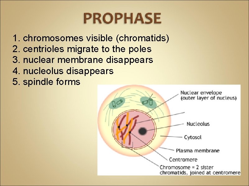 1. chromosomes visible (chromatids) 2. centrioles migrate to the poles 3. nuclear membrane disappears