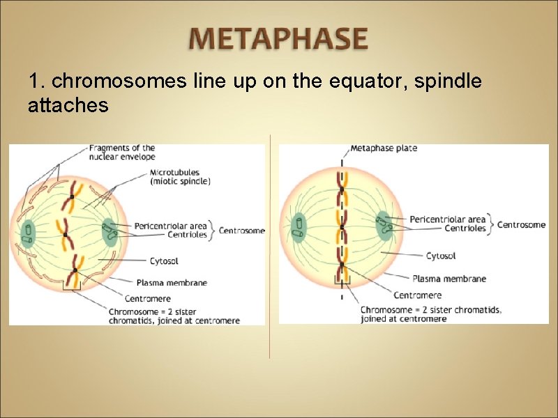 1. chromosomes line up on the equator, spindle attaches 