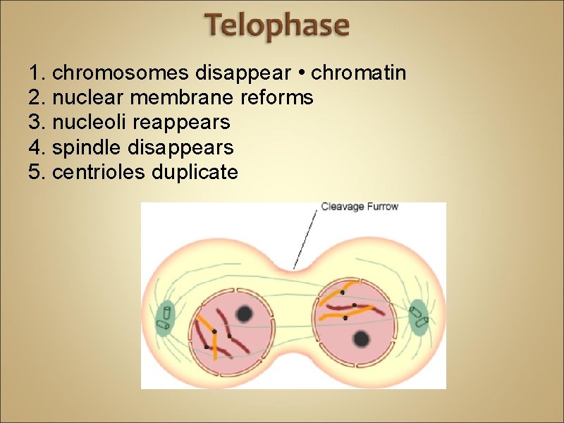 1. chromosomes disappear • chromatin 2. nuclear membrane reforms 3. nucleoli reappears 4. spindle