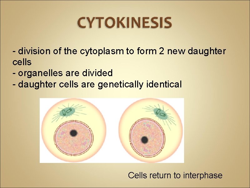 - division of the cytoplasm to form 2 new daughter cells - organelles are