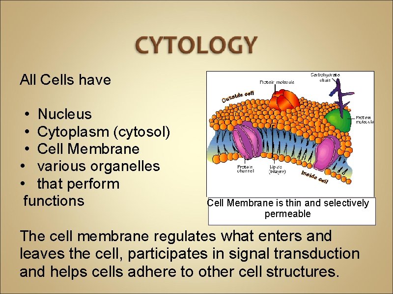 All Cells have • Nucleus • Cytoplasm (cytosol) • Cell Membrane • various organelles