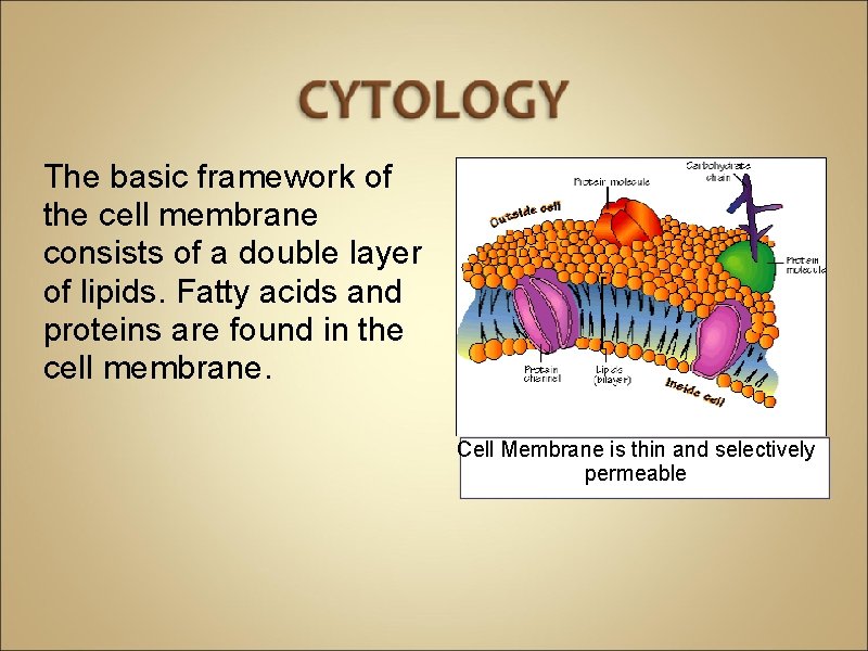 The basic framework of the cell membrane consists of a double layer of lipids.